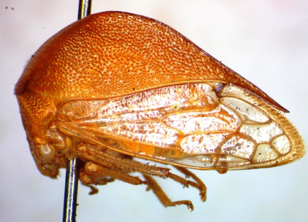 Vestistilus testacea