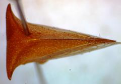 Vestistilus testacea