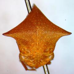 Vestistilus testacea