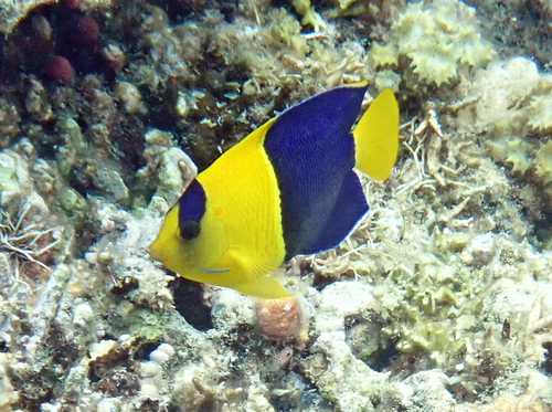 Centropyge bicolor observed 2026-10-20