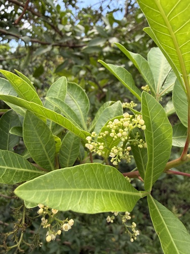 Schinus terebinthifolia observed 2026-10-21
