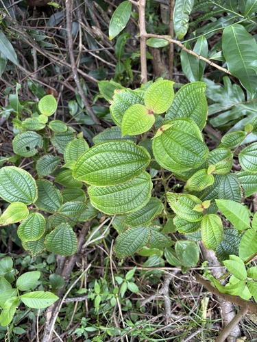 Miconia crenata observed 2026-10-21