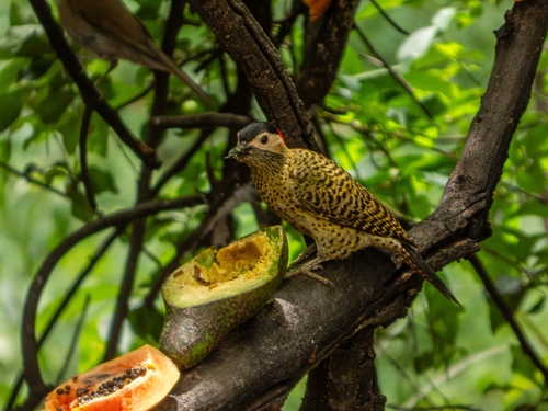 Green-barred Woodpecker