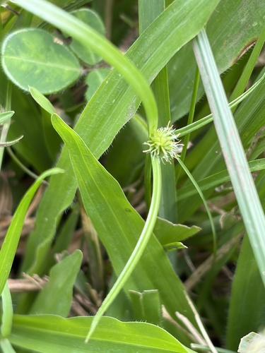 Cyperus brevifolius observed 2026-10-21