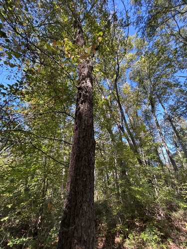 Betula nigra, 2026-10-22