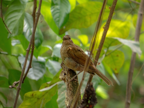 Pale-breasted Thrush