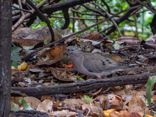 Eared Dove