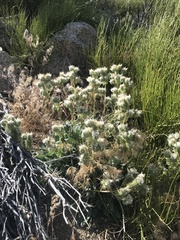 Phacelia egena