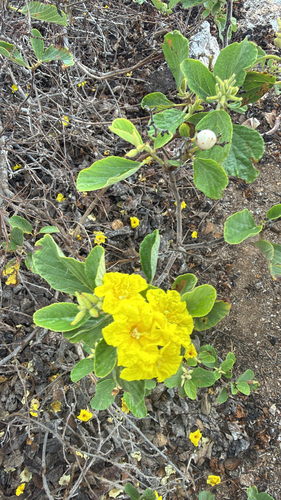 Cordia lutea observed 2026-10-22