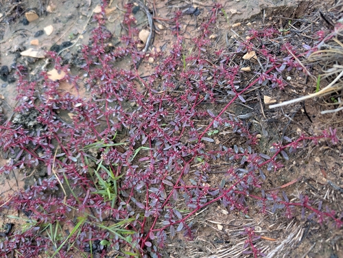 Thymeleaf Sandmat