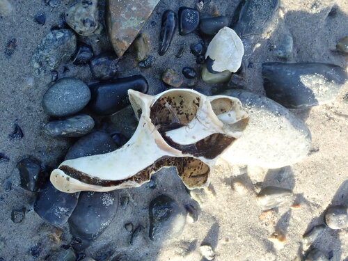 Buccinum undatum observed 2026-10-22