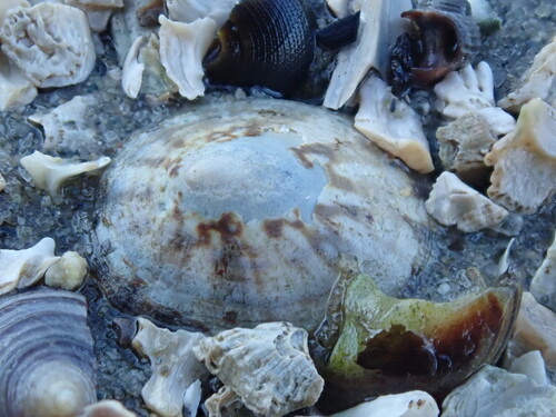 Acmaea testudinalis observed 2026-10-22