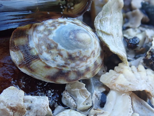 Acmaea testudinalis observed 2026-10-22