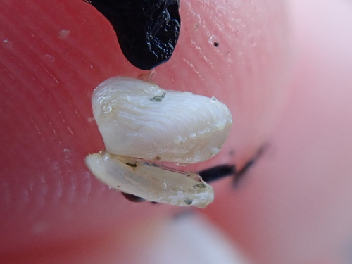 Hiatella arctica observed 2026-10-22