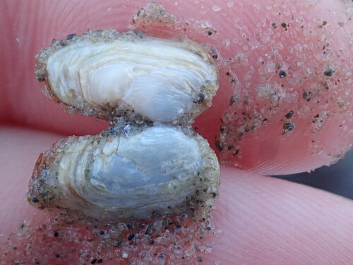 Hiatella arctica observed 2026-10-22