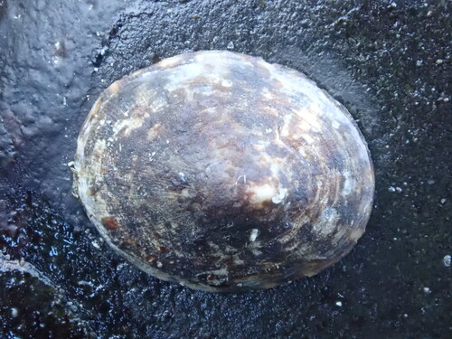 Acmaea testudinalis observed 2026-10-22