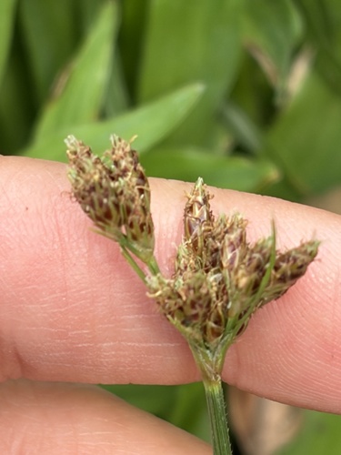 Fimbristylis dichotoma observed 2026-10-21