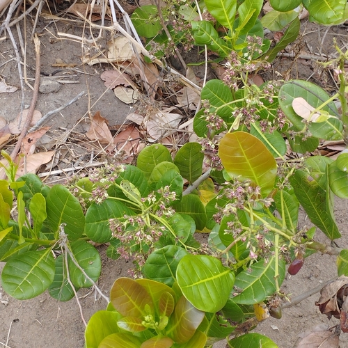 Anacardium occidentale observed 2026-10-22