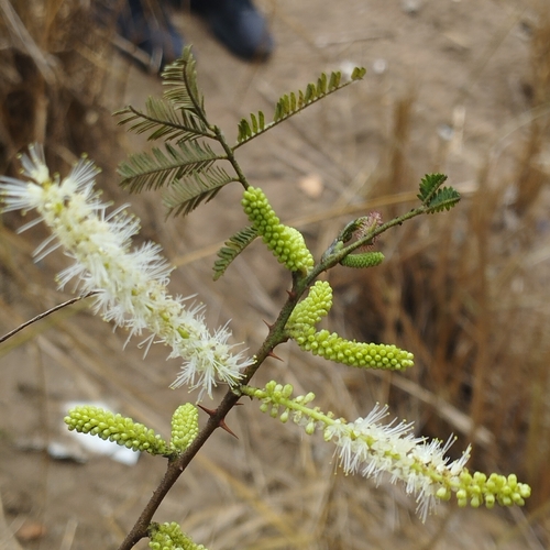 Mimosa tenuiflora observed 2026-10-22