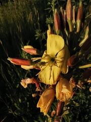 Oenothera × fallax