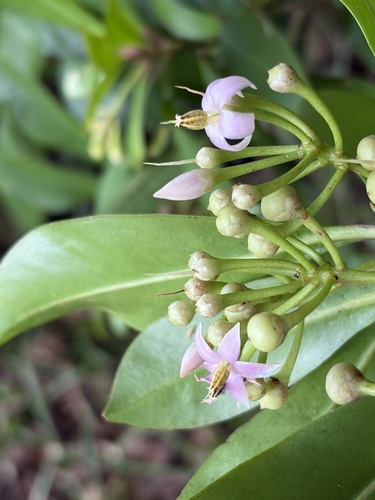 Ardisia elliptica observed 2026-10-21