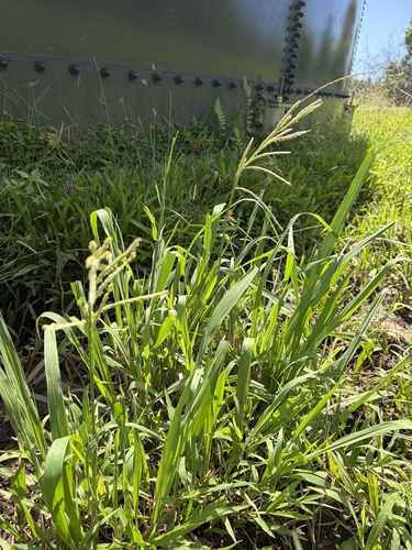 Paspalum urvillei observed 2026-10-21