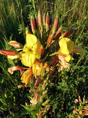 Oenothera × fallax
