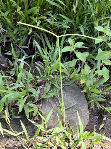 Paspalum conjugatum observed 2026-10-21