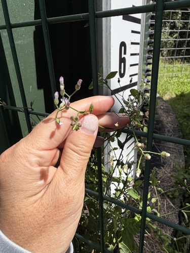 Cyanthillium cinereum observed 2026-10-21