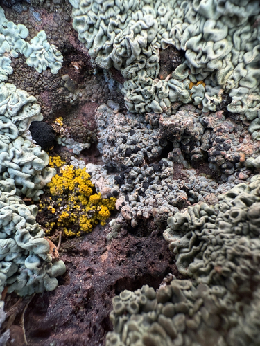 Buellia dispersa