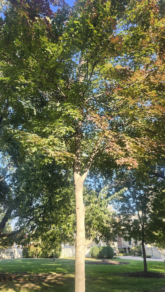 A photograph taken in Illinois on Oct 22, 2026, where the observer’s point is approximate.