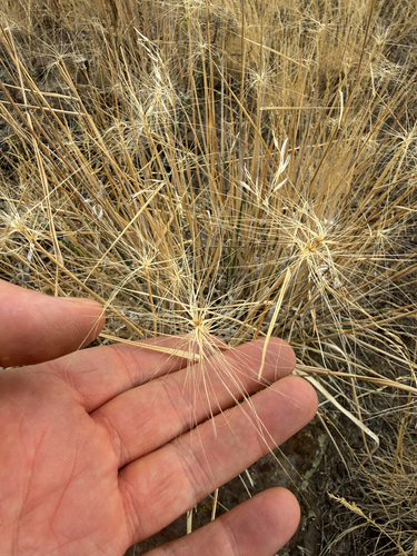 Elymus elymoides observed 2026-10-22