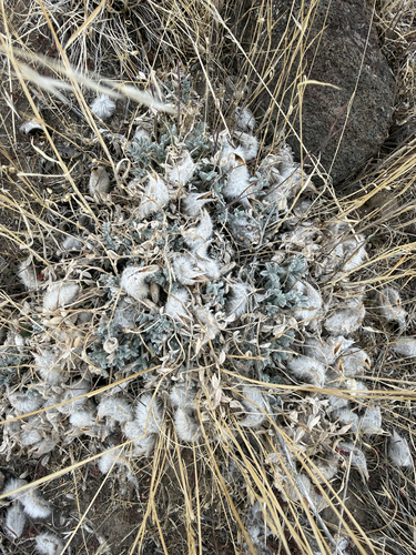 Astragalus purshii observed 2026-10-22