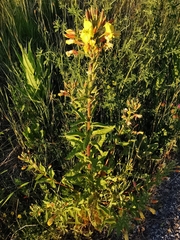 Oenothera × fallax