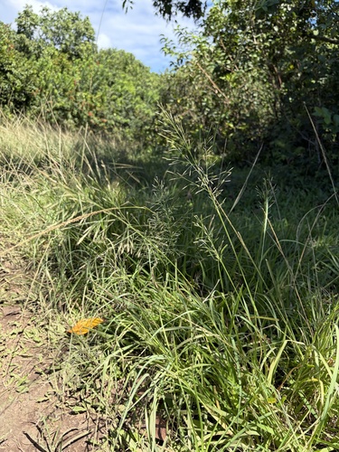 Eragrostis, 2026-10-21