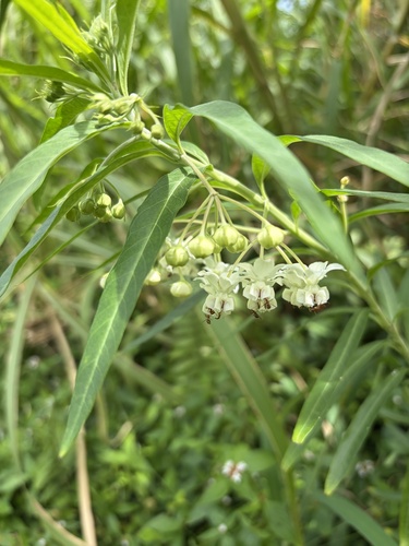 Gomphocarpus physocarpus observed 2026-10-21