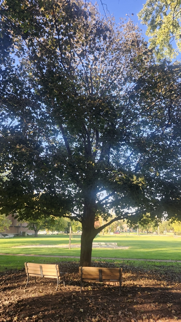 A photograph taken in Illinois on Oct 22, 2026, where the observer’s point is approximate.