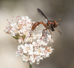 Physocephala burgessi