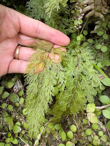 Hymenophyllum demissum observed 2026-10-21