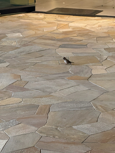 Passer domesticus observed 2026-10-15