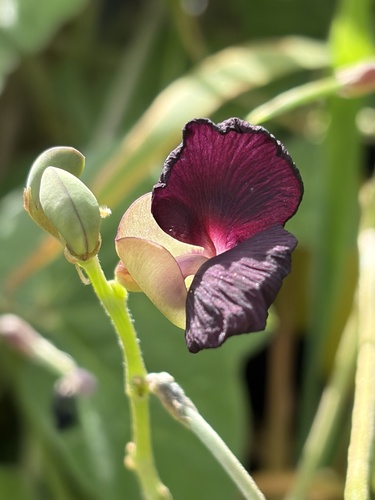 Macroptilium atropurpureum observed 2026-10-21