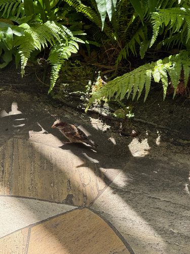 Passer domesticus observed 2026-10-15