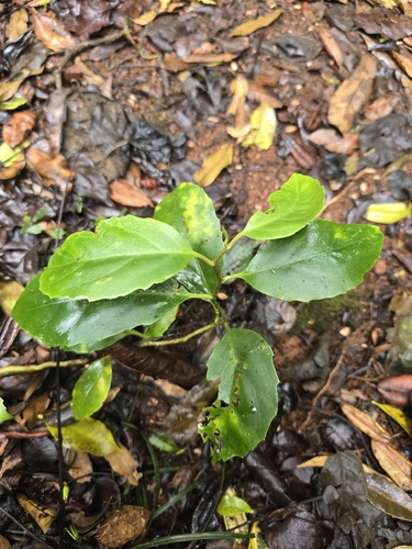 Pennantia cunninghamii observed 2026-10-17