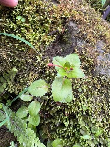 Epilobium rotundifolium observed 2026-10-21