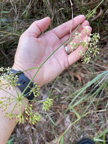 Tiedemannia filiformis, 2026-10-22