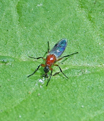 Dilophus strigilatus