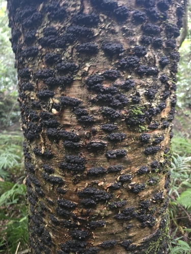 Araucaria bidwillii observed 2026-10-18