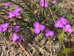 Callisia ornata