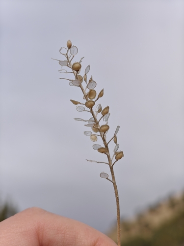 Alyssum turkestanicum observed 2026-10-22