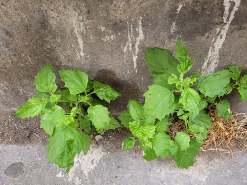 Chenopodiastrum murale observed 2026-10-22